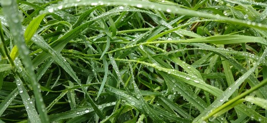 Green grass with raindrops