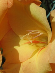 Zbliżenie na pomarańczowe kwiaty gladioli © Kumulugma