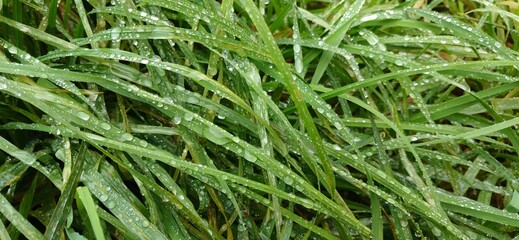 Green grass with raindrops