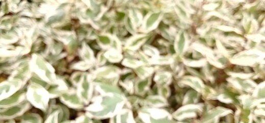 blurred background of green leaves