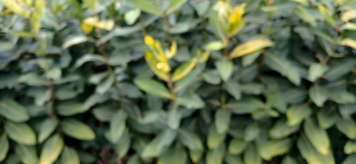 blurred background of green leaves