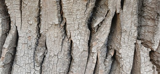 tree bark texture