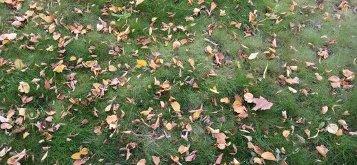 Dry leaves on green grass