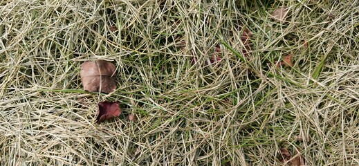 Dry leaves in the grass