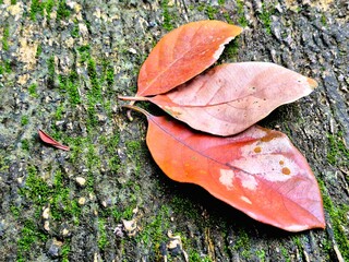 Dried Autumn Leaves on Green Mossy Stone Texture
