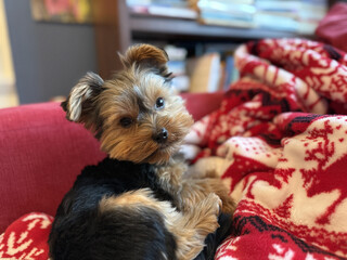Un chiot Yorkshire Terrier est allong&eacute; sur le canap&eacute;, recouvert d'une couverture.