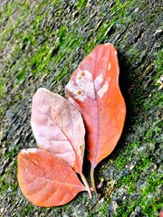 Dried Autumn Leaves on Green Mossy Stone Texture