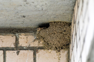 Swallow mud nest is built under concrete ledge at corner of brick wall. Nest entrance hole and dried mud texture visible. © Semiglass