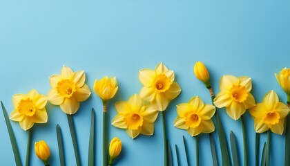 vibrant yellow daffodils with green stems arranged neatly on a serene light blue background top down view