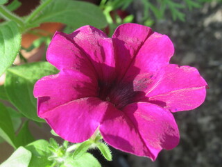 Zbliżenie na kwiat surfinii © Kumulugma