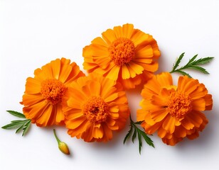 orange marigold flowers on white background