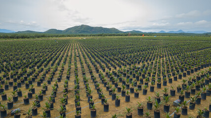 Rows of oil palm sprouts in nursery plantation, sustainable agriculture industry in Kalimantan