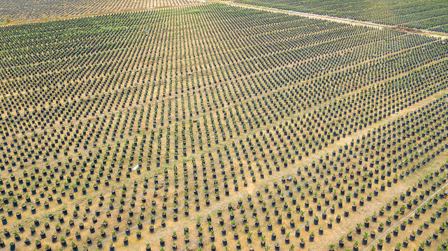 Rows of oil palm sprouts in nursery plantation, sustainable agriculture industry in Kalimantan