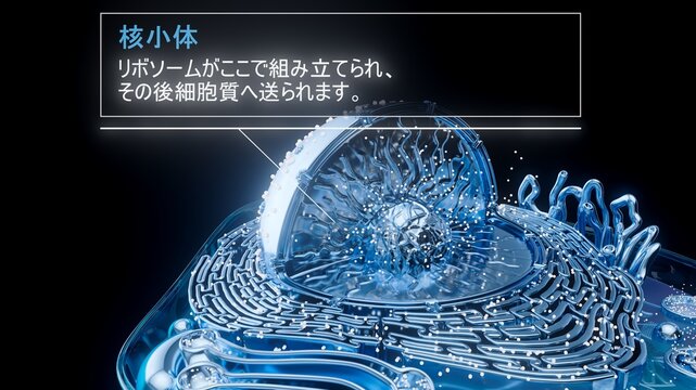 3D illustration of the nucleolus inside a cell nucleus in japanese