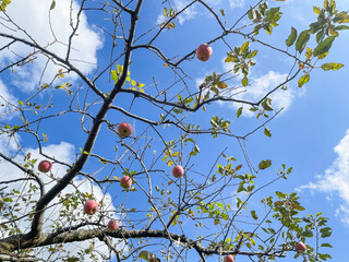 林檎の果樹園。旬の赤いりんごと青空の風景。