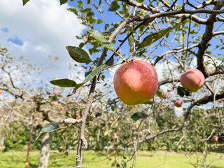 林檎の果樹園。旬の赤いりんごと青空の風景。