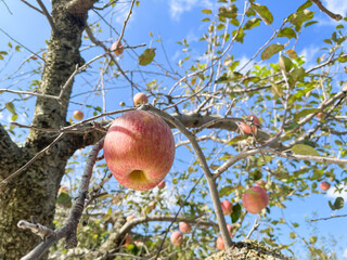 林檎の果樹園。旬の赤いりんごと青空の風景。