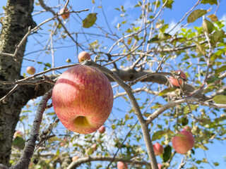 林檎の果樹園。旬の赤いりんごと青空の風景。