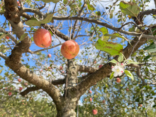 青空の林檎果樹園。赤いりんごと林檎の花の風景。