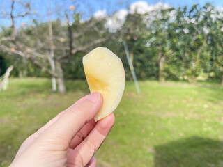 手で持ってるカットした赤色のりんご。青空と林檎の果樹園の風景。