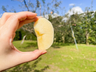 手で持ってるカットした黄色のりんご。青空と林檎の果樹園の風景。