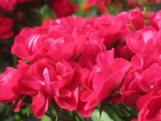 Zbliżenie na kwiaty drobnej róży © Kumulugma