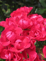 Zbliżenie na kwiaty drobnej róży © Kumulugma