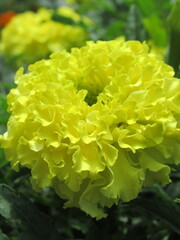 Zbliżenie na kwiat rośliny z gatunku tagetes © Kumulugma