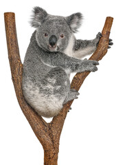 Koala bear climbing a branch looking at the camera, Phascolarctos cinereus, isolated on white © Eric Isselée