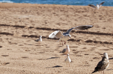 Gulls pigeons flock of birds on the beach and the ocean