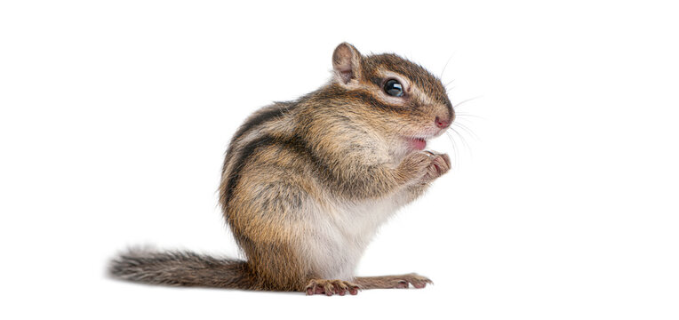 Siberian chipmunk, Euamias sibiricus, eating or holding food standing on white background
