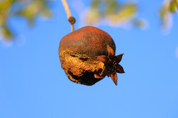 Ripe pomegranate fruit on a branch against the blue sky