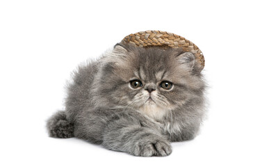 Adorable persian kitten relaxing with straw hat on white background