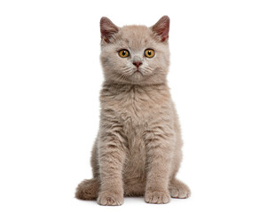 Obraz premium Cute british shorthair lilac kitten sitting and looking at camera