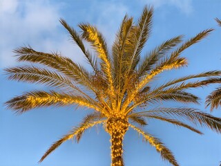 rooftop bar under twilight ambiance, coastal rooftop scene with glowing fronds and vacation vibes