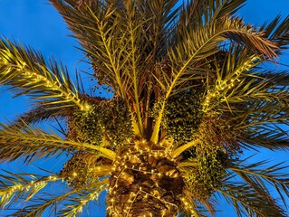 wrapped palm trunk adorned with warm lights, closeup of palm trunk decorated with glowing festive