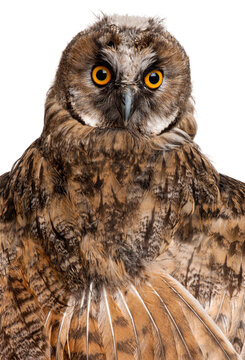Eurasian Scops-owl, Otus scops, 2 months old, staring intently with bright orange eyes
