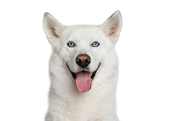 White siberian husky dog smiling looking at camera © Eric Isselée