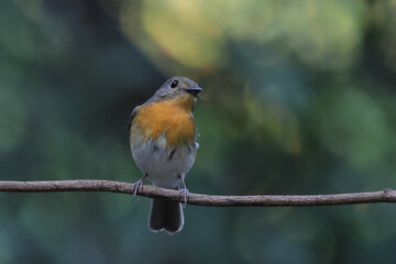 Beautiful Indochinese Blue Flycatcher bird perched on a branch in tropical forest.