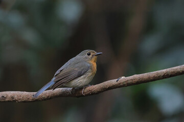 Beautiful Indochinese Blue Flycatcher bird perched on a branch in tropical forest.