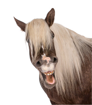Horse making a funny face, laughing on white background
