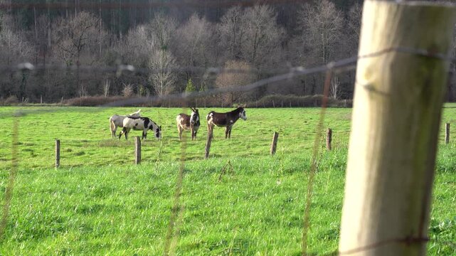 animals pacing in the green fields of the basque country