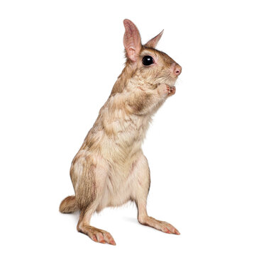 Springhare standing alertly on hind legs looking right