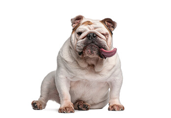 English bulldog puppy sitting and licking on white background