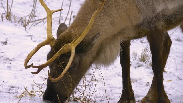 Close up of reindeer buck  standing around the forest in the winter on a snowy and cloudy day in january., searching for food