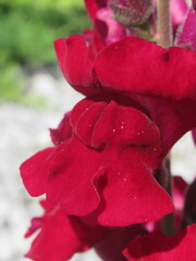 Zbliżenie na kwiat lwiej paszczy © Kumulugma