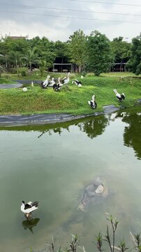 a group of pelicans on a green hill in the center of a lake at Aviary Park Bintaro under a cloudy sky a flock of birds pelican at zoo. flock of pelicans resting on the hill of the pond. nature view
