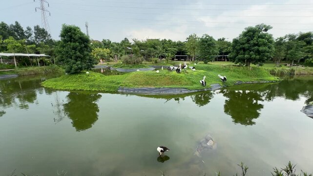 a group of pelicans on a green hill in the center of a lake at Aviary Park Bintaro under a cloudy sky a flock of birds pelican at zoo. flock of pelicans resting on the hill of the pond. nature view
