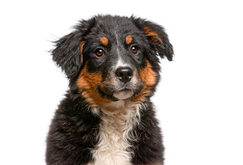 Australian shepherd puppy with a tri color coat looking forward