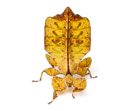 Phyllium Westwoodii, leaf insect, displaying camouflage on white background